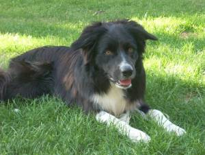 Merlinmeine Bande 12.08.12 012.JPG